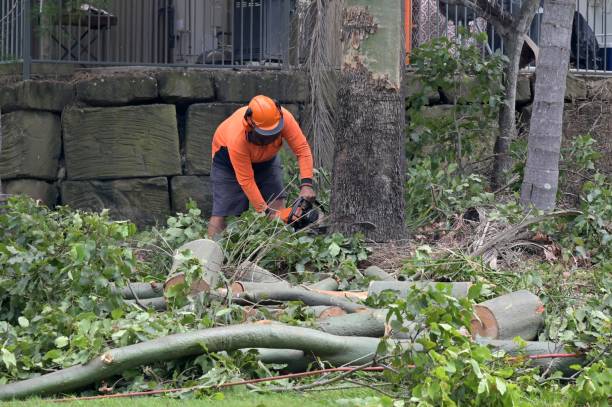 Tree and Shrub Care in Hickory, NC